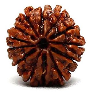                       12 Face/Mukhi Rudraksha Natural  Lab Certified 12 Face Shiv Shakti Beads For Unisex BY CEYLONMINE                                              