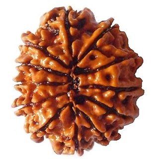                       Shiv Shakti Rudraksha  Beads 12 Face Rudraksha Beads For Astrological Purpose By CEYLONMINE                                              