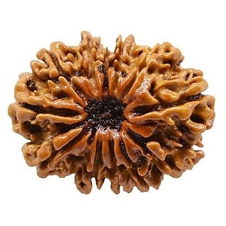                       Lab Certified  12 Mukhi/Twelve Face Rudraksha Beads BY CEYLONMNE                                              