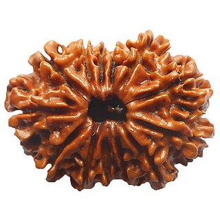 Shiv Shakti Rudraksha Beads 12 Face Rudraksha Beads For Astrological Purpose By CEYLONMINE Shiv Shakti Rudraksha Beads 12 Face Rudraksha Beads For Astrological Purpose By CEYLONMINE