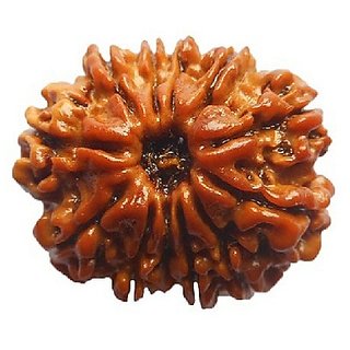                       Moksha Rudraksha Beads 12 Face/Mukhi Rudraksha Beads BY CEYLONMINE                                              