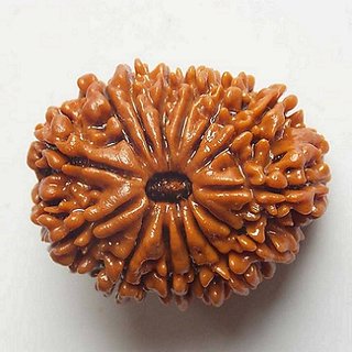                      Shiv Shakti Rudraksha  Beads 13 Face Rudraksha Beads For Astrological Purpose By CEYLONMINE                                              