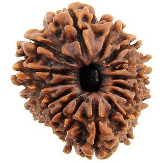                       15 Mukhi Rudraksha Beads Certified Beads For Unisex By Ceylonmine                                              