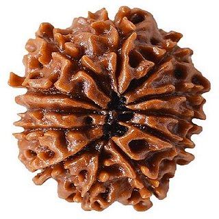 Lab Certified 12 Mukhi/Twelve Face Rudraksha Beads BY CEYLONMNE Lab Certified 12 Mukhi/Twelve Face Rudraksha Beads BY CEYLONMNE
