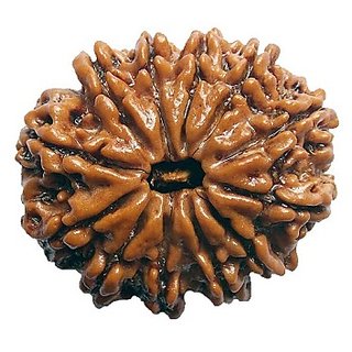                       100 Original  And Lab Certified 12 Mukhi /Face Rudraksha Beads By CEYLONMINE                                              