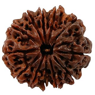 13 Mukhi Rudraksha Beads Original Certified Beads For Unisex By CEYLONMINE 13 Mukhi Rudraksha Beads Original Certified Beads For Unisex By CEYLONMINE