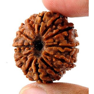 12 Face/Mukhi Rudraksha Natural Lab Certified 12 Face Shiv Shakti Beads For Unisex BY CEYLONMINE 12 Face/Mukhi Rudraksha Natural Lab Certified 12 Face Shiv Shakti Beads For Unisex BY CEYLONMINE