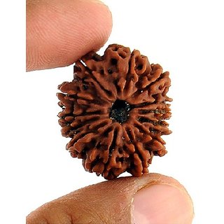CEYLONMINE - Lab Certified Shiv Shakti (Moksha) Beads 12 Mukhi Original Rudraksha Beads For Astrological Purpose CEYLONMINE - Lab Certified Shiv Shakti (Moksha) Beads 12 Mukhi Original Rudraksha Beads For Astrological Purpose