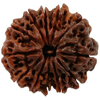 100 Original And Lab Certified 12 Mukhi /Face Rudraksha Beads By CEYLONMINE 100 Original And Lab Certified 12 Mukhi /Face Rudraksha Beads By CEYLONMINE