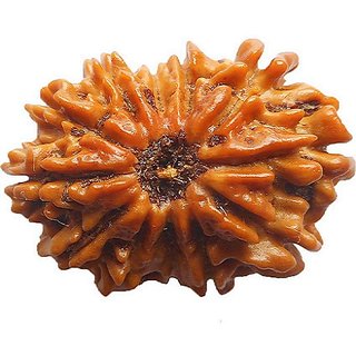                       Lab Certified  12 Mukhi/Twelve Face Rudraksha Beads BY CEYLONMNE                                              