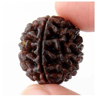                       100 And 1 Mukhi One Face Rudraksha Beads By Ceylonm                                              