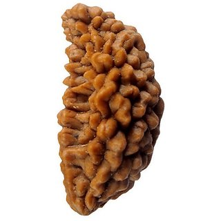                      One Mukhiface Natural Rudraksha Beads By Ceylonmine                                              