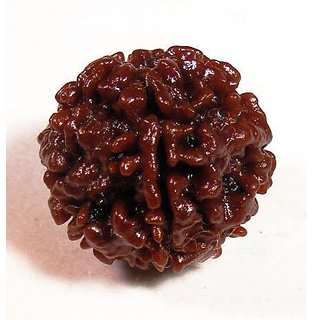                       1 Mukhi Rudraksha Beads Original  Certified Beads For Unisex By CEYLONMINE                                              