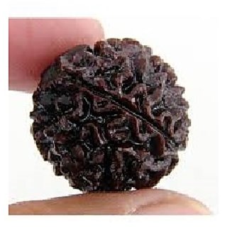                       100 Original  And Lab Certified 1 Mukhi /One Face Rudraksha Beads For UNISEX  By CEYLONMINE                                              