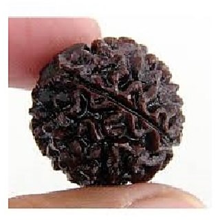 100 Original And Lab Certified 1 Mukhi /One Face Rudraksha Beads For UNISEX By CEYLONMINE 100 Original And Lab Certified 1 Mukhi /One Face Rudraksha Beads For UNISEX By CEYLONMINE