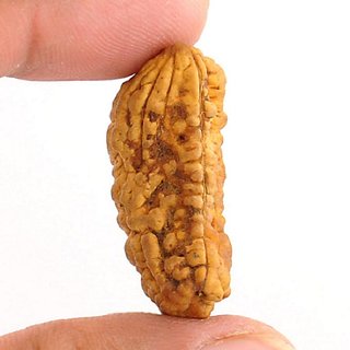 Shiv Shakti Beads Original Lab Certified 1/One Mukhi Rudraksha Beads By CEYLONMINE Shiv Shakti Beads Original Lab Certified 1/One Mukhi Rudraksha Beads By CEYLONMINE