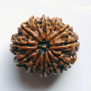 Shiv Shakti Rudraksha Beads 12 Face Rudraksha Beads For Astrological Purpose By CEYLONMINE Shiv Shakti Rudraksha Beads 12 Face Rudraksha Beads For Astrological Purpose By CEYLONMINE