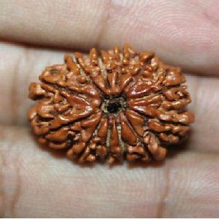 CEYLONMINE - Lab Certified Shiv Shakti (Moksha) Beads 12 Mukhi Original Rudraksha Beads For Astrological Purpose CEYLONMINE - Lab Certified Shiv Shakti (Moksha) Beads 12 Mukhi Original Rudraksha Beads For Astrological Purpose