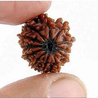 Rudraksha Beads 12 Face Original Certified Shiv Shakti Beads Rudraksha By CEYLONMINE Rudraksha Beads 12 Face Original Certified Shiv Shakti Beads Rudraksha By CEYLONMINE