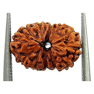 100 Original And Lab Certified 12 Mukhi /Face Rudraksha Beads By CEYLONMINE 100 Original And Lab Certified 12 Mukhi /Face Rudraksha Beads By CEYLONMINE
