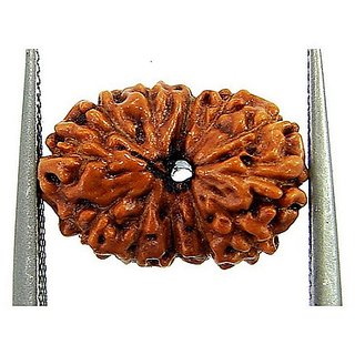                       12 Face/Mukhi Rudraksha Natural  Lab Certified 12 Face Shiv Shakti Beads For Unisex BY CEYLONMINE                                              