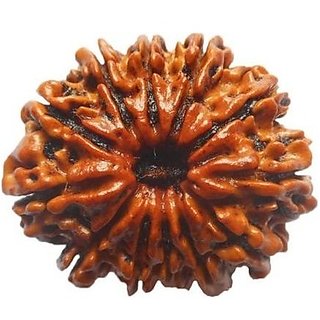 Rudraksha Beads 12 Face Original Certified Shiv Shakti Beads Rudraksha By CEYLONMINE Rudraksha Beads 12 Face Original Certified Shiv Shakti Beads Rudraksha By CEYLONMINE