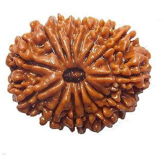 Certified 13 Mukhi/Face Rudraksha Beads Natural Original Beads By CEYLONMINE Certified 13 Mukhi/Face Rudraksha Beads Natural Original Beads By CEYLONMINE