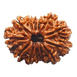 Shiv Shakti Beads Original Lab Certified 13 Mukhi Rudraksha Beads By CEYLONMINE Shiv Shakti Beads Original Lab Certified 13 Mukhi Rudraksha Beads By CEYLONMINE