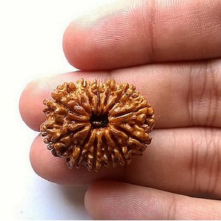                       Rudraksha Beads 12 Face Certified Shiv Shakti Beads Rudraksha By                                              