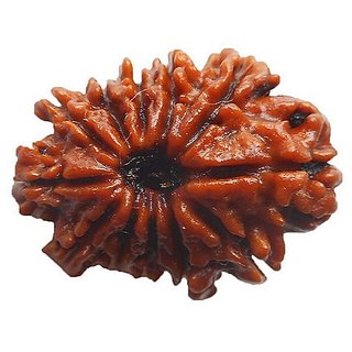 12 Face/Mukhi Rudraksha Natural Lab Certified 12 Face Shiv Shakti Beads For Unisex BY CEYLONMINE 12 Face/Mukhi Rudraksha Natural Lab Certified 12 Face Shiv Shakti Beads For Unisex BY CEYLONMINE