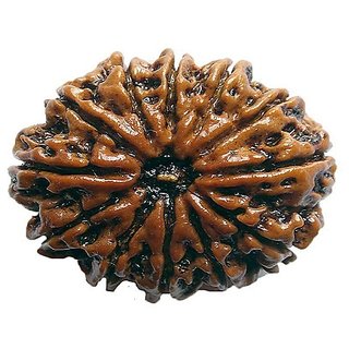                       12 Face/Mukhi Rudraksha Natural  Lab Certified 12 Face Shiv Shakti Beads For Unisex BY CEYLONMINE                                              