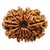 Lab Certified  12 Mukhi/Twelve Face Rudraksha Beads BY CEYLONMNE